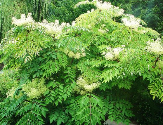 Aralia (Arália)